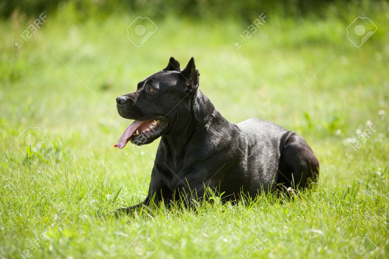 Gros Chien Noir Couché Sur Lherbe Dans Le Profil Sur Fond Vert Race Cane Corso
