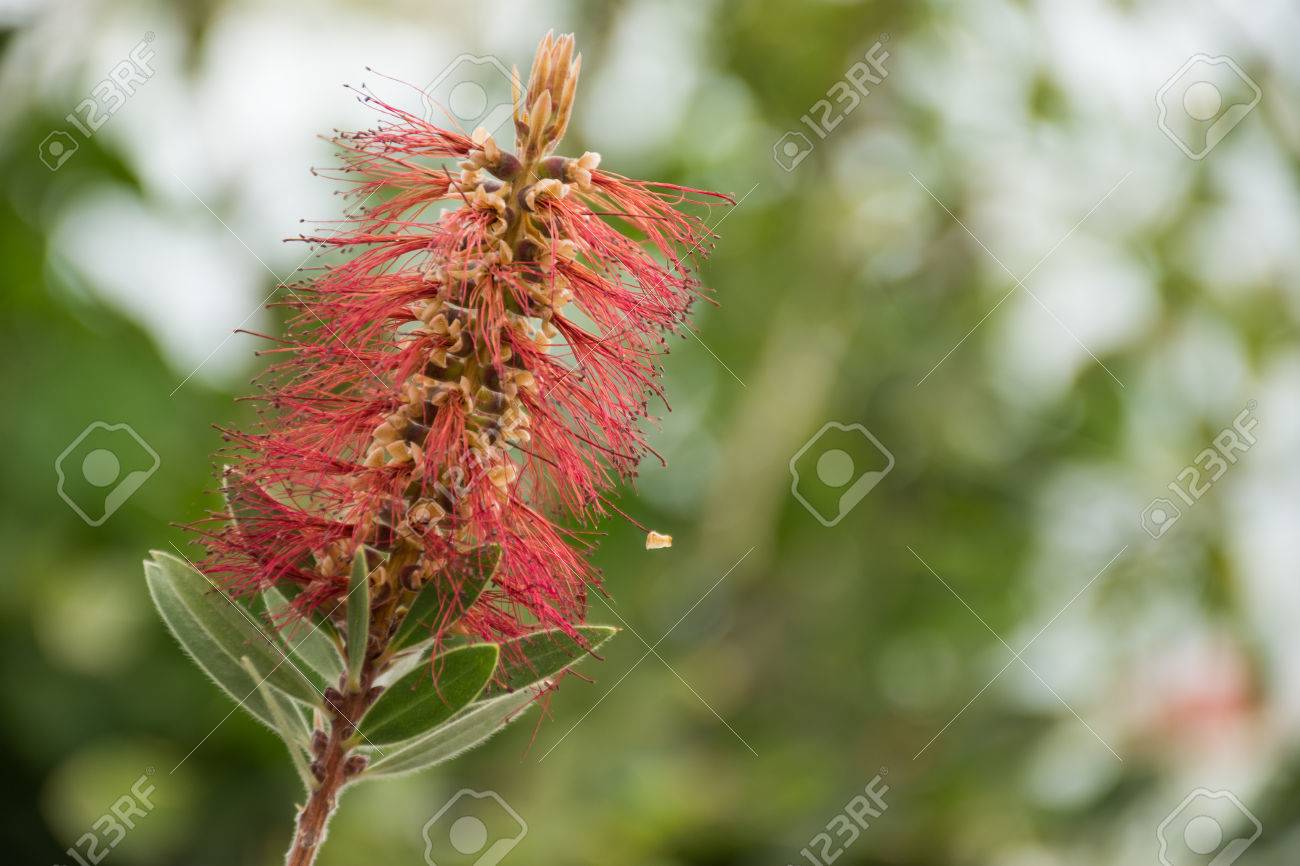 die schönen Flaschenbürsten aus der Natur Zylinderputzer /"Callistemon citrinus/"
