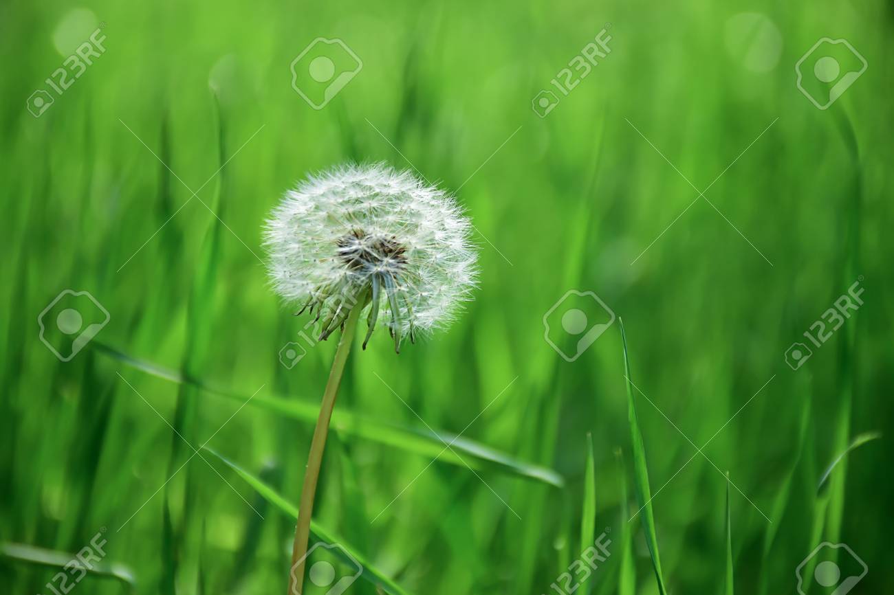 taraxacum officinale common dandelion puff senecio vulgaris