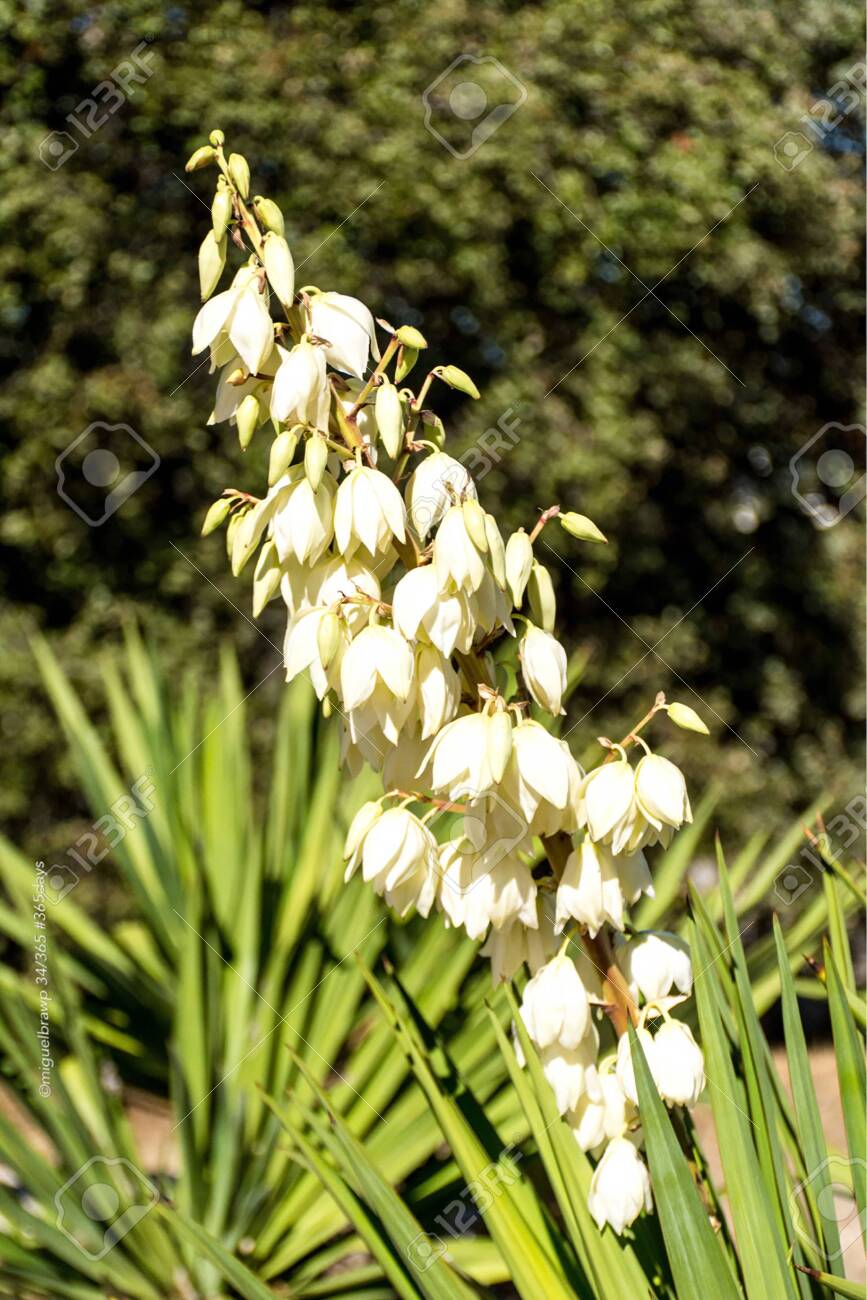 北アメリカと中央アメリカに自生するリュウゼツラン亜科のユッカは、剣