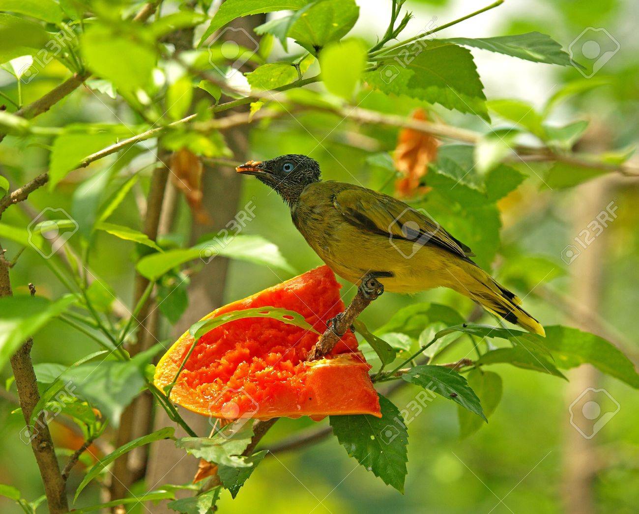 etiam-dictum-ipsum-a-felis