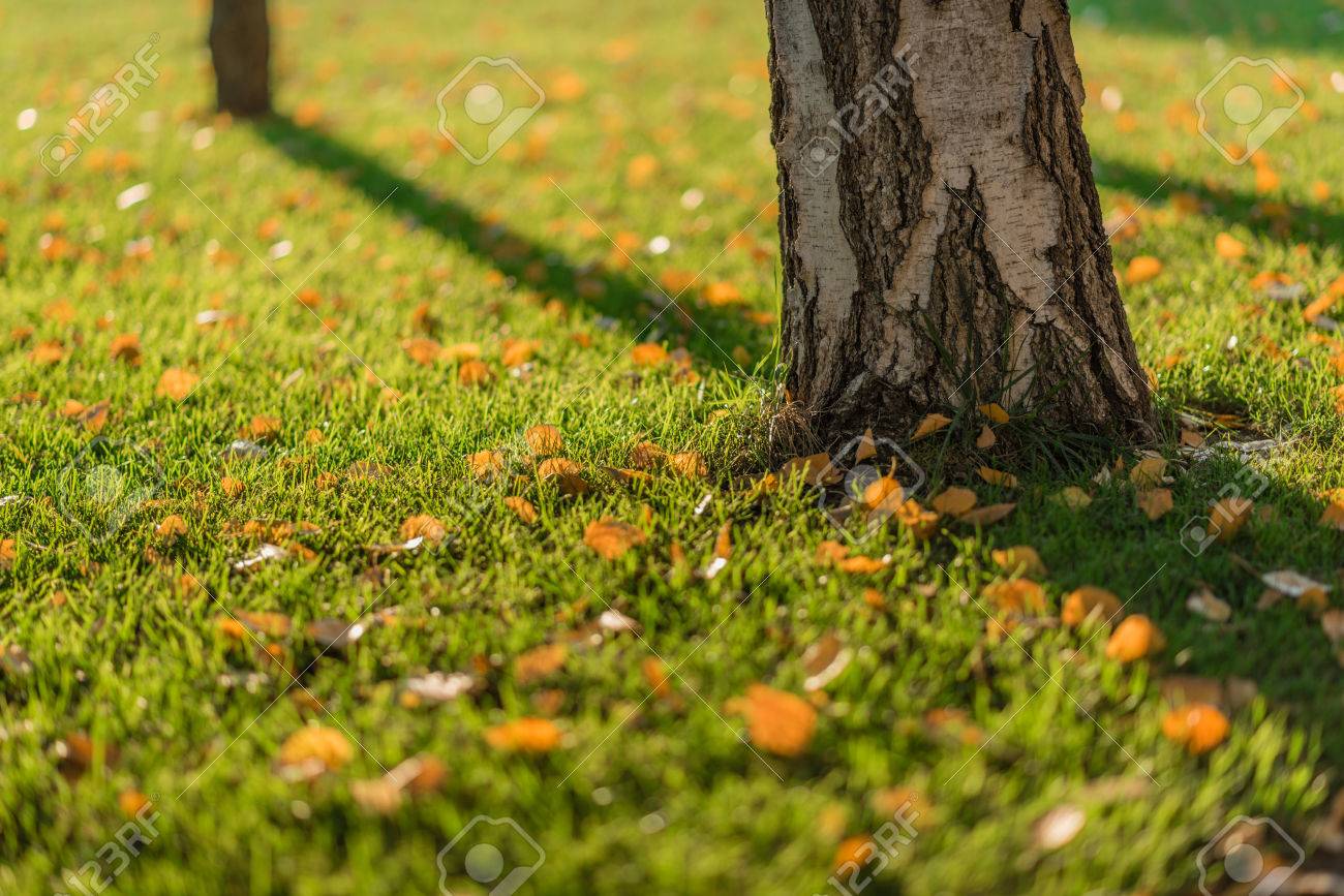 白樺の葉は 秋の間に白樺の木の下で緑の芝生に落ちた 黄色の白樺の葉と幹 黄金色の秋 の写真素材 画像素材 Image