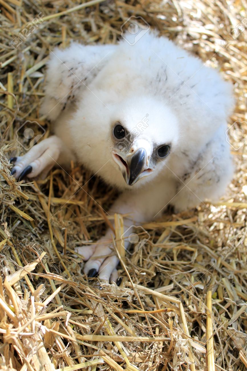 Baby Golden Eagle