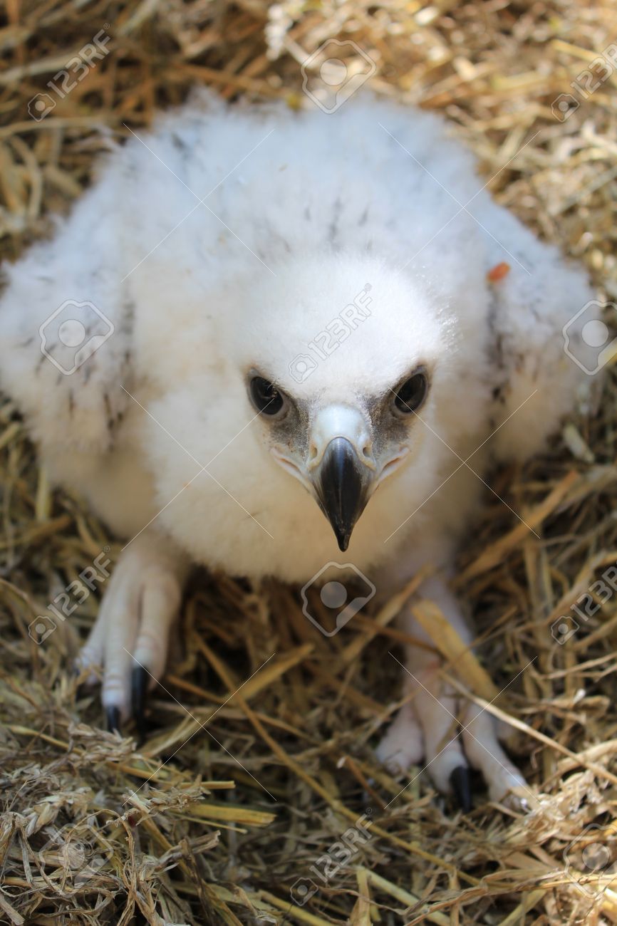 Bebe Aigle Royal Banque D Images Et Photos Libres De Droits Image