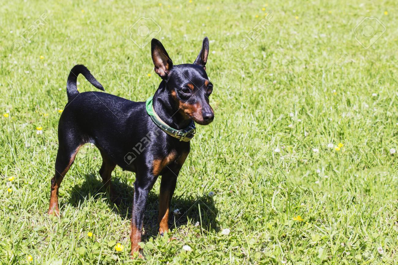 doberman pinscher