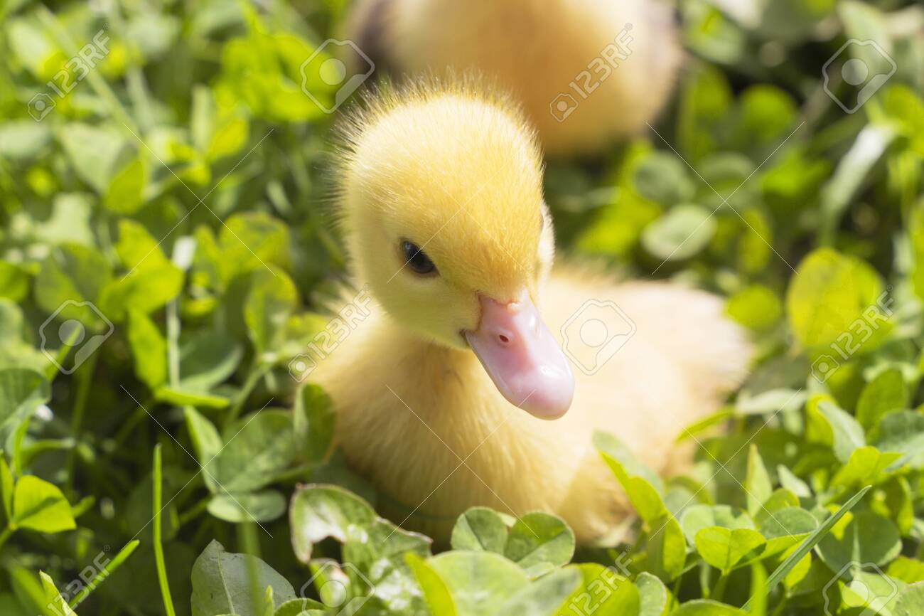 Head Of A Cute Little Newborn Yellow Duckling In Green Grass. A Newly  Hatched Duckling Stock Photo, Picture and Royalty Free Image. Image  130562704.