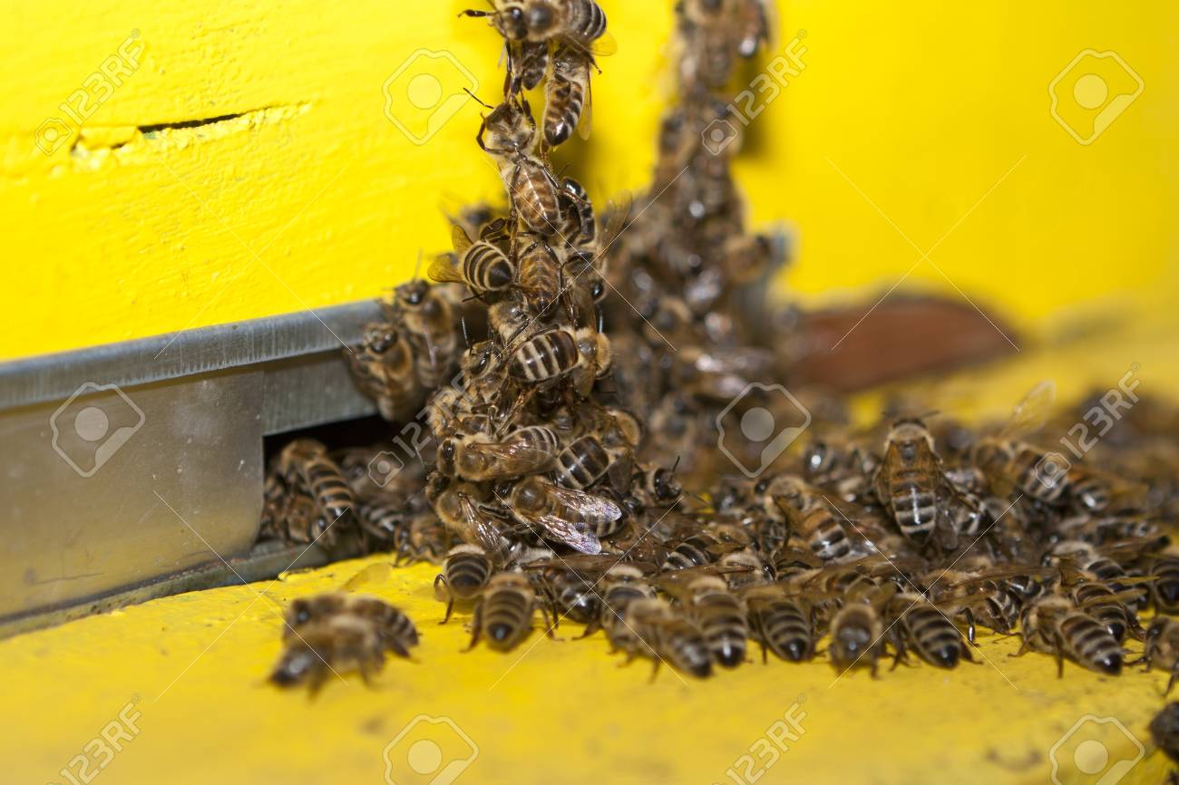 Bienenkorb Eingang Lizenzfreie Fotos Bilder Und Stock Fotografie Image