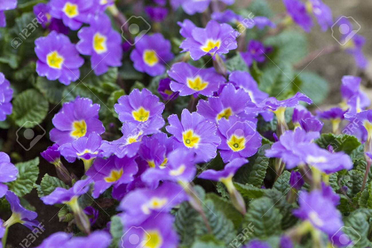 緑の葉と花壇で紫プリムローズ花 の写真素材 画像素材 Image
