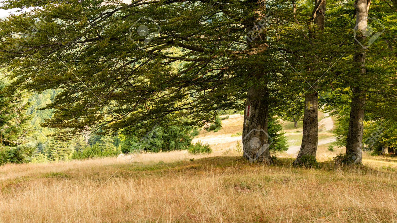 89+ Mind Blowing Aesthetic Forest Pictures Photos