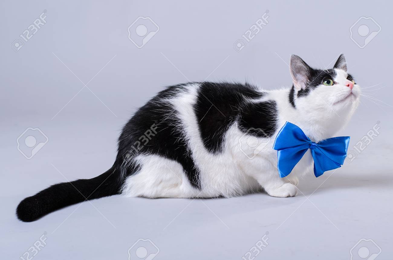 Beautiful Cat With A Blue Bow Tie Isolated Photo A Black And White Cat On A Gray Background Stock Photo Picture And Royalty Free Image Image