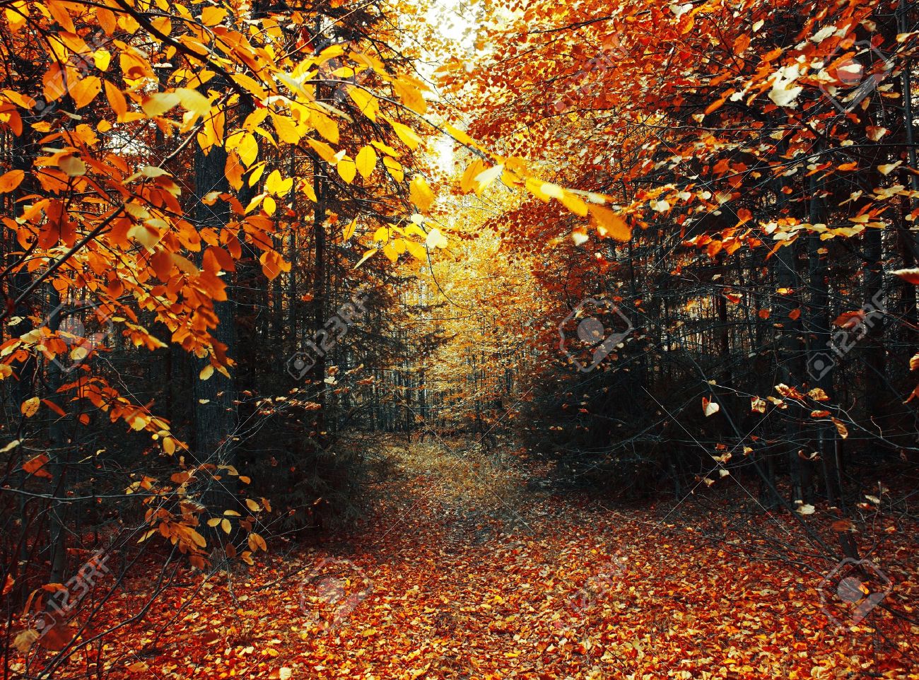 Path in autumn forest - 7898855 Path in autumn forest - 7898855