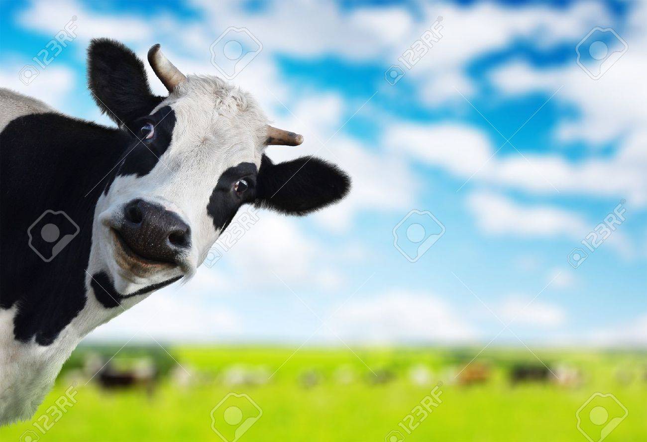Funny cow looking to a camera with green rural meadow on the backgroung - 16834780 Funny cow looking to a camera with green rural meadow on the backgroung - 16834780