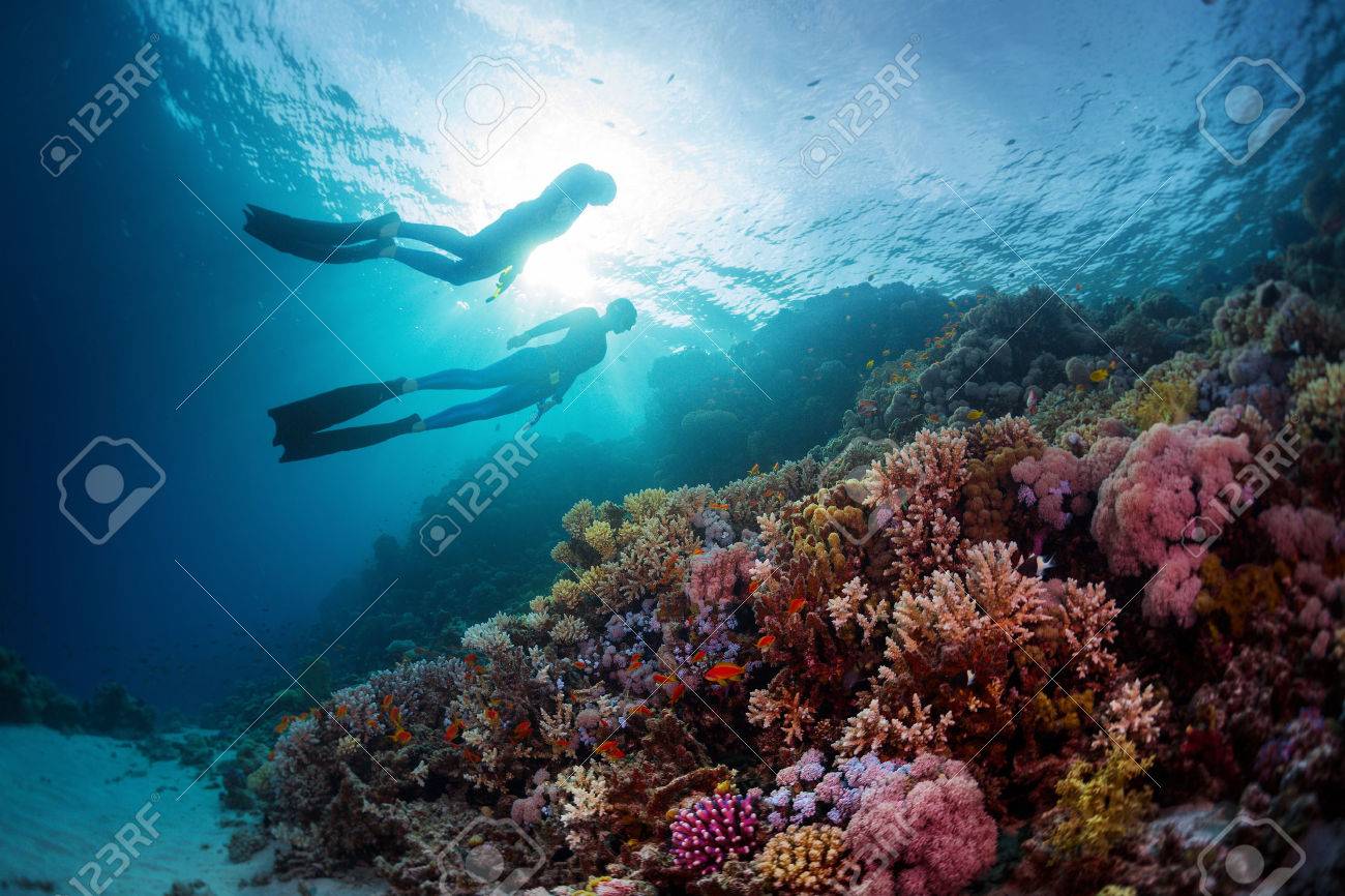 Two freedivers swimming underwater over vivid coral reef. Red Sea, Egypt - 46509912 Two freedivers swimming underwater over vivid coral reef. Red Sea, Egypt - 46509912