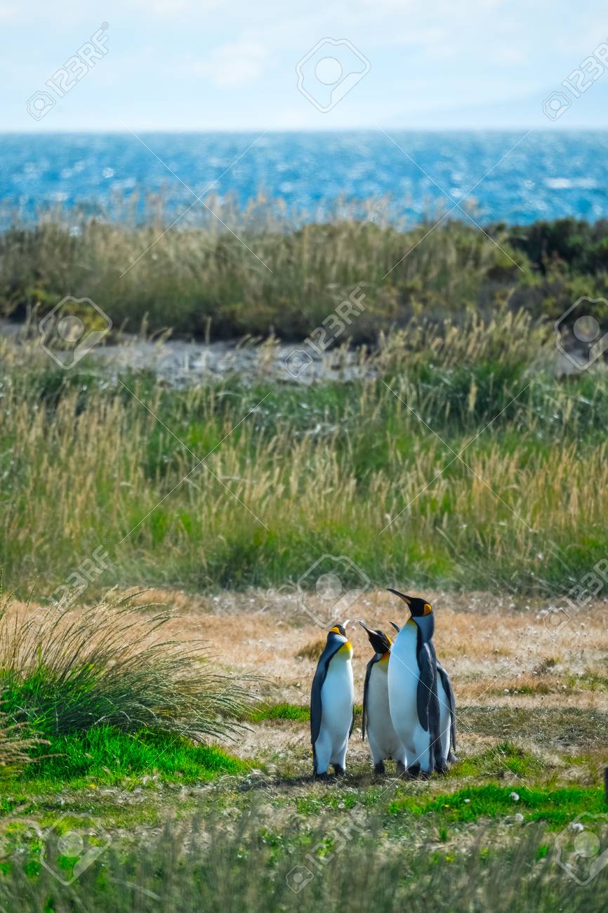ペンギン の 島 ペンギン の 島