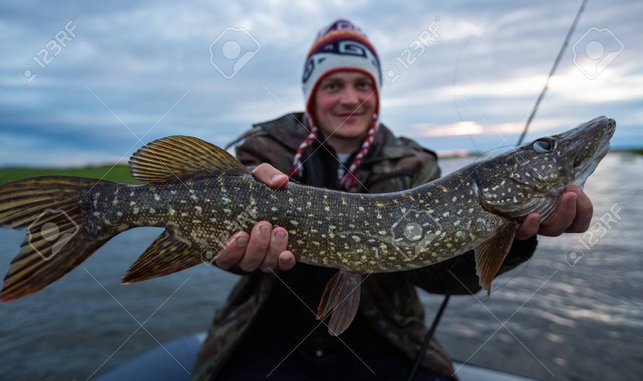 Dudarev MikhailPike Fish (esox Lucius image