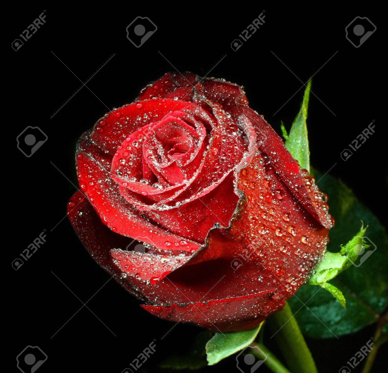 Red Rose With Water Drops On Black Background Stock Photo Picture