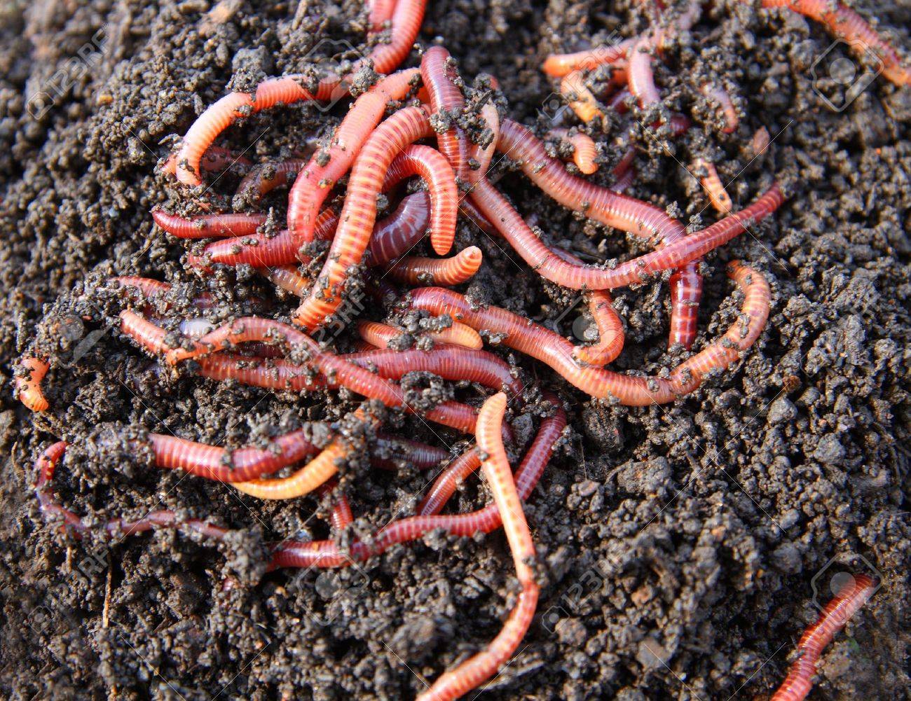Red Worms In Compost Bait For Fishing Stock Photo Picture And inside types of fishing bait worms with regard to Current Residence Red Worms In Compost Bait For Fishing Stock Photo Picture And inside types of fishing bait worms with regard to Current Residence