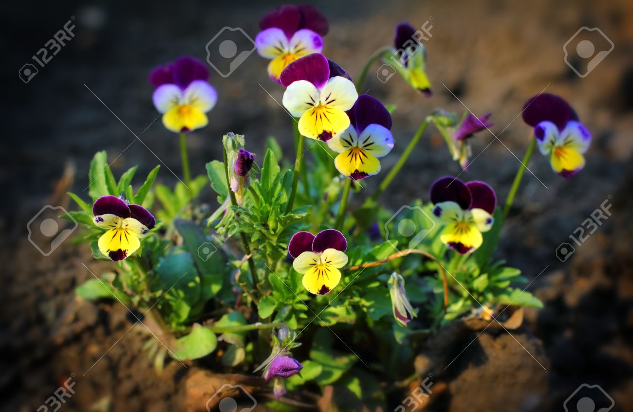 Small Pansy Flowers Viola Tricolor Close Up Stock Photo Picture And Royalty Free Image Image