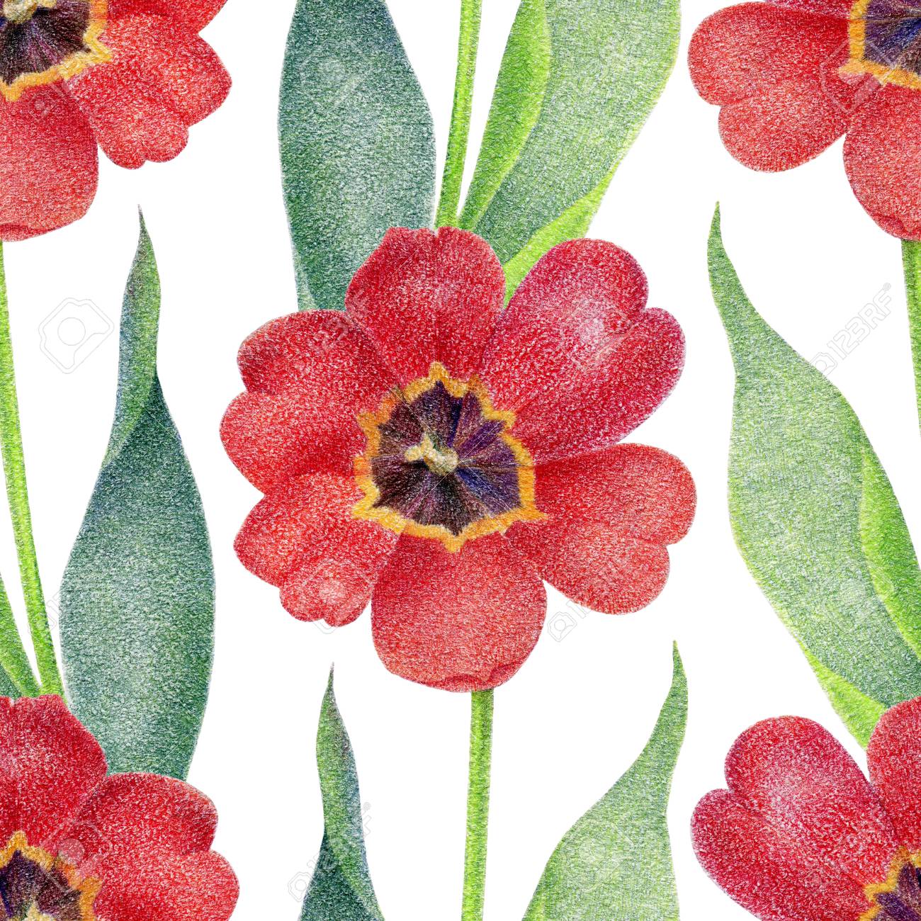 花のシームレスなパターン 赤いチューリップ 鉛筆イラスト の写真素材 画像素材 Image