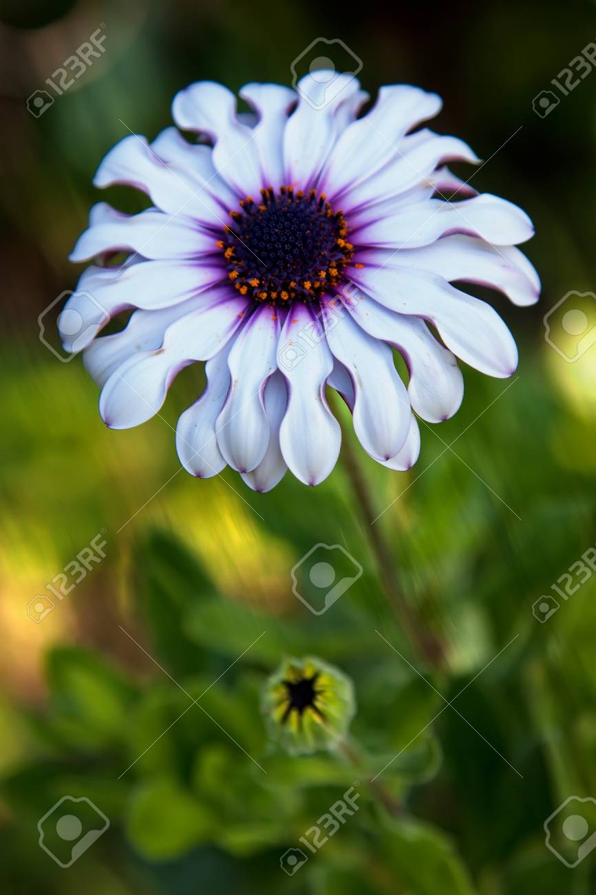 デイジーの花の緑の葉の庭で の写真素材 画像素材 Image