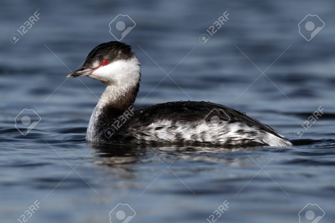ミミカイツブリ 湖北 Auritus 一羽の鳥 水にウスター の写真素材 画像素材 Image ミミカイツブリ 湖北 Auritus 一羽の鳥 水にウスター の写真素材 画像素材 Image