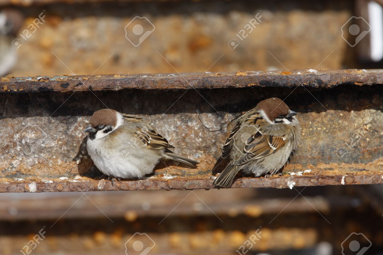Tree Sparrow, Passer Montanus, Roosting, Japanの写真素材・画像素材
