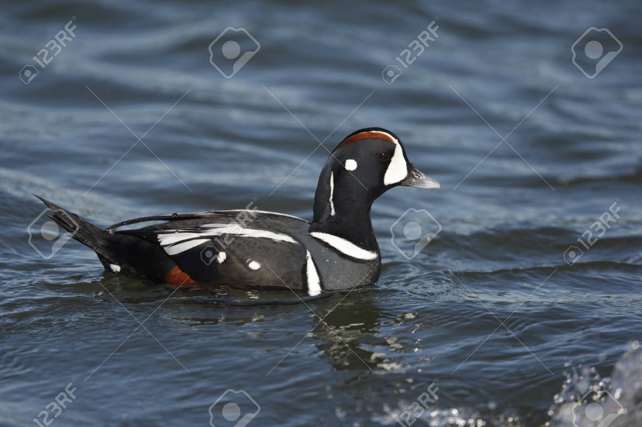 ducks new jersey pictures