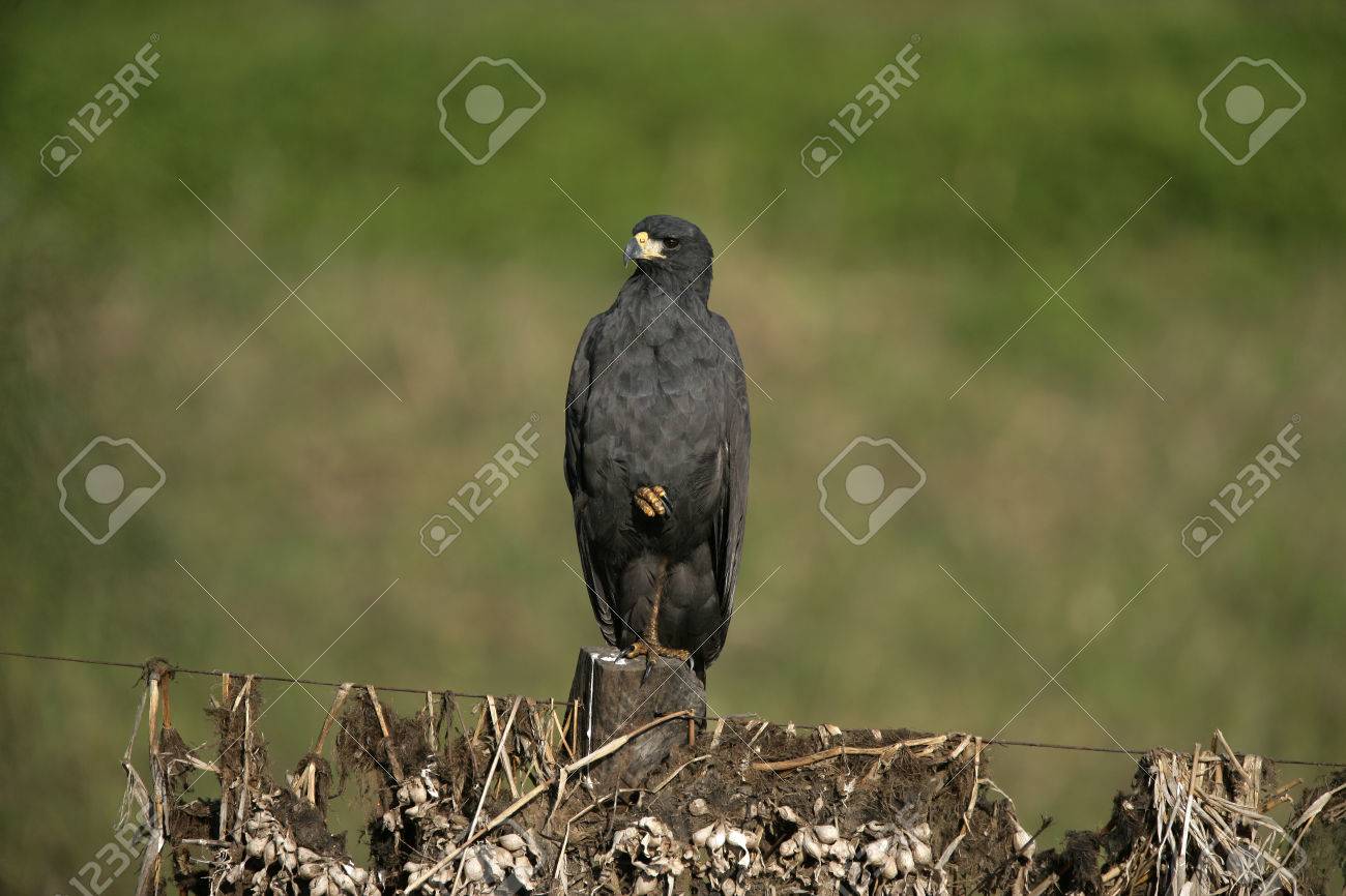 Great Black-hawk, Buteogallus Urubitinga, Single Bird On Branch, Brazil  Stock Photo, Picture and Royalty Free Image. Image 23227537.