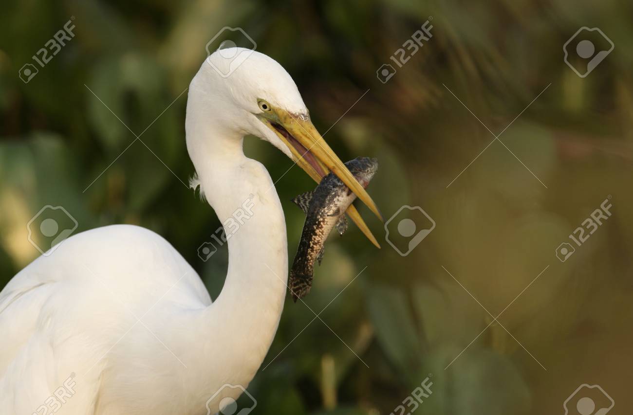 ダイサギ アルデーア アルバ 魚 ブラジルと一羽の鳥 の写真素材 画像素材 Image