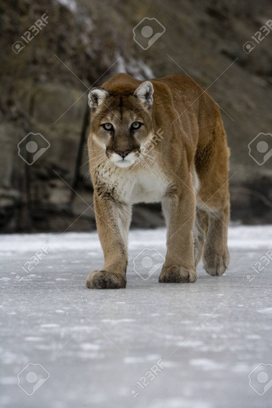 what is a puma cat