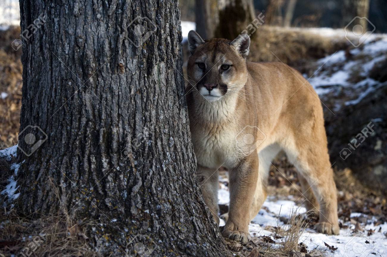 eastern puma in captivity