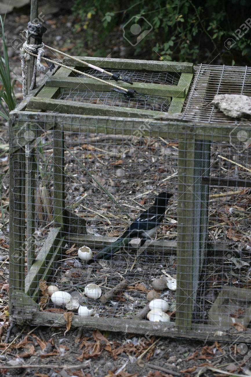 カササギ カササギ 罠 ゲームキーパー 夏 ミッドランズ イギリスの鳥 の写真素材 画像素材 Image