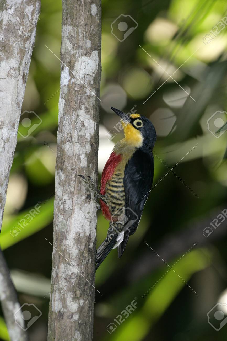 キマユ キツツキ Melanerpes Flavifrons 枝 ブラジルの一羽の鳥 の写真素材 画像素材 Image