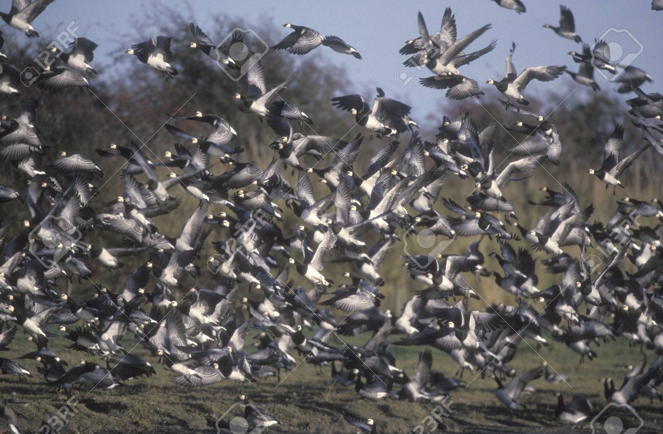 Oie Bernache Branta Leucopsis Groupe Doiseaux En Vol En écosse