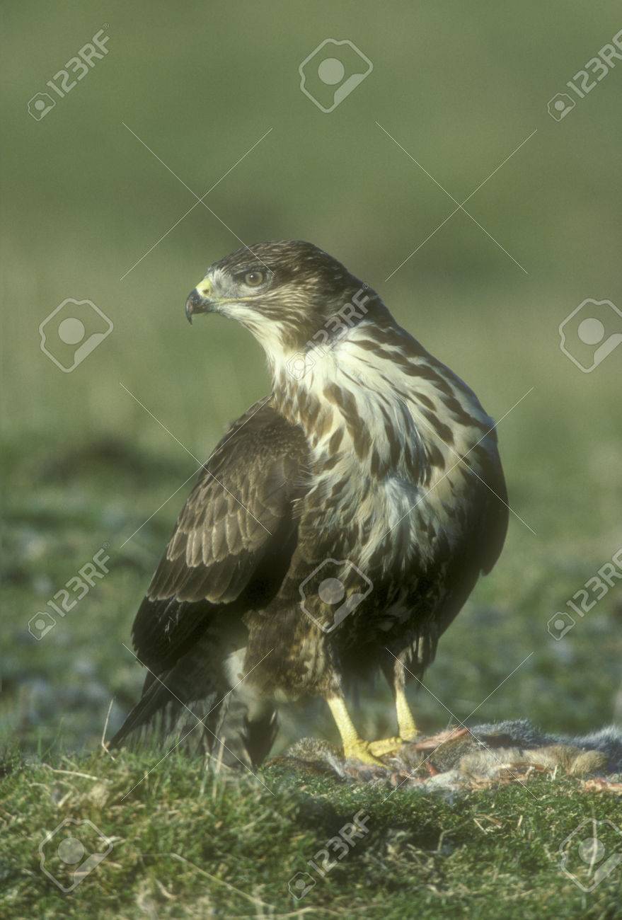 Common Buzzard Buteo Buteo Single Bird On Ground Wales