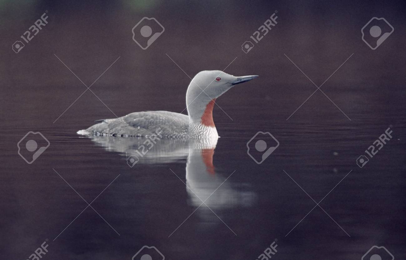 Plongeur Rouge Gorge Gavia Stellata Oiseau Unique Sur Leau Shetland été