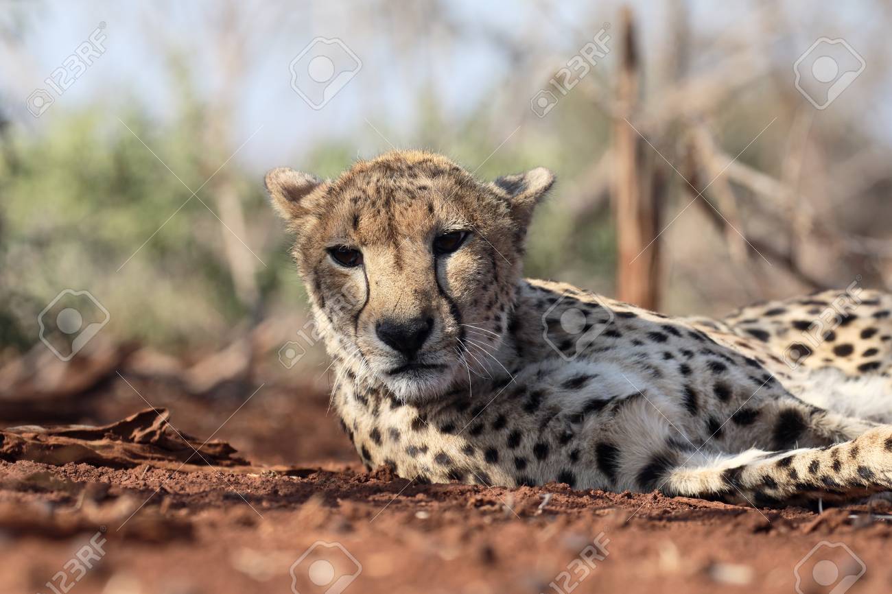 Guepard Acinonyx Jubatus Seul Chat Afrique Du Sud Banque D Images Et Photos Libres De Droits Image