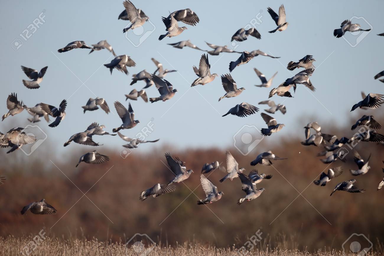 Pigeon Bois Columba Palumbus Groupe Doiseaux En Vol Warwickshire Décembre 2016