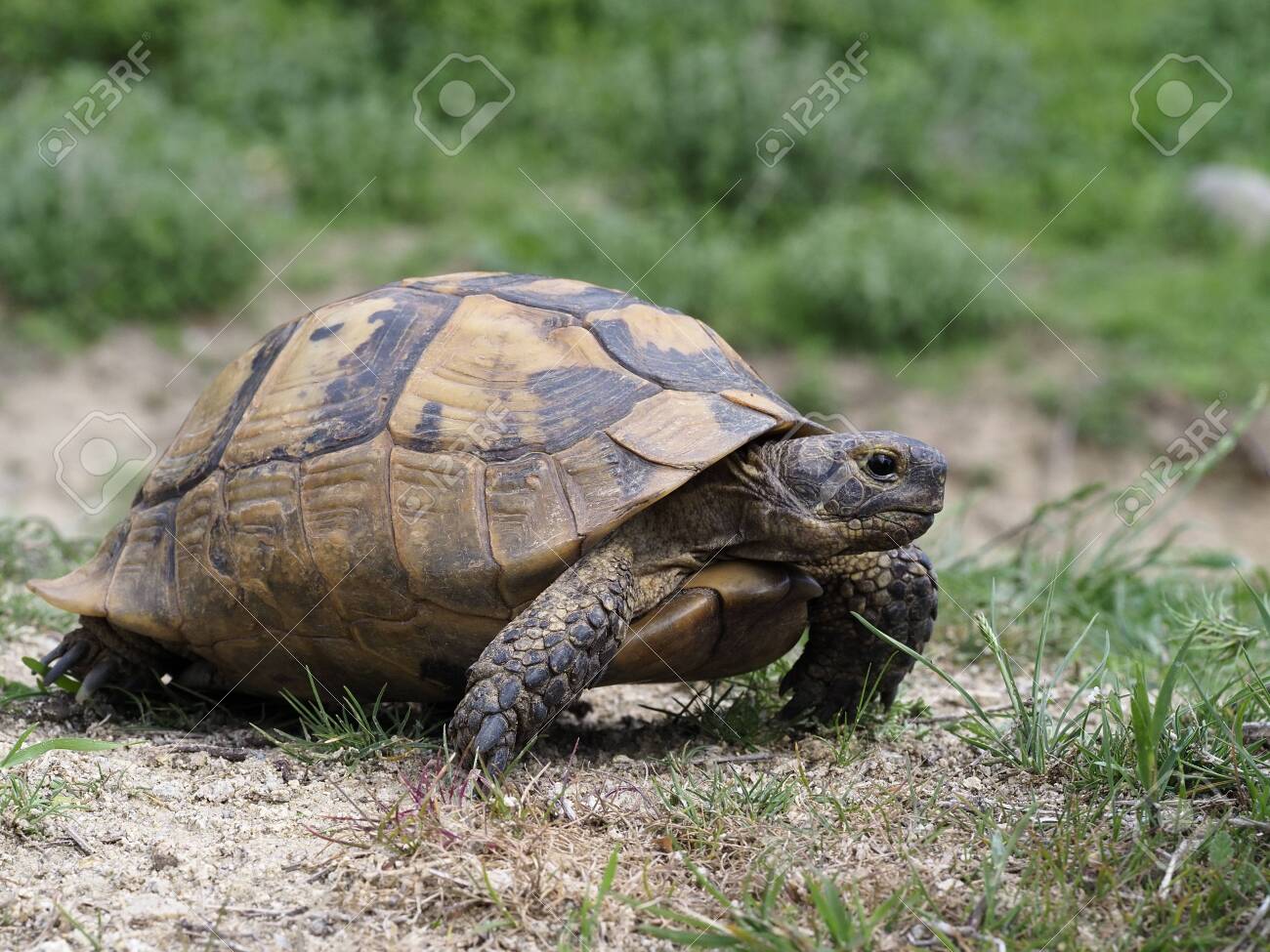 greek spur thighed tortoise for sale