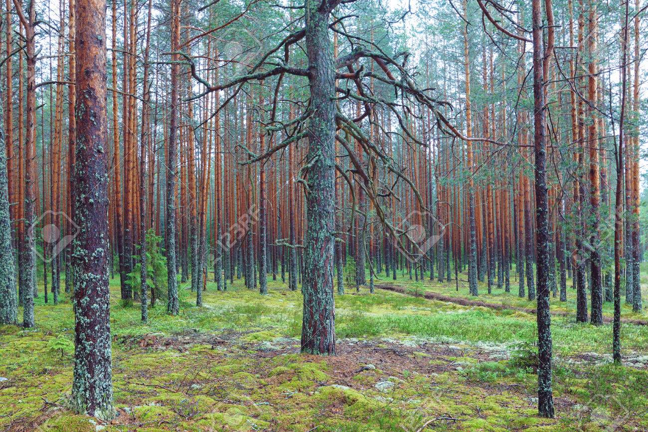 背の高いマスト マツの針葉樹林で枯れ木の枝 の写真素材 画像素材 Image