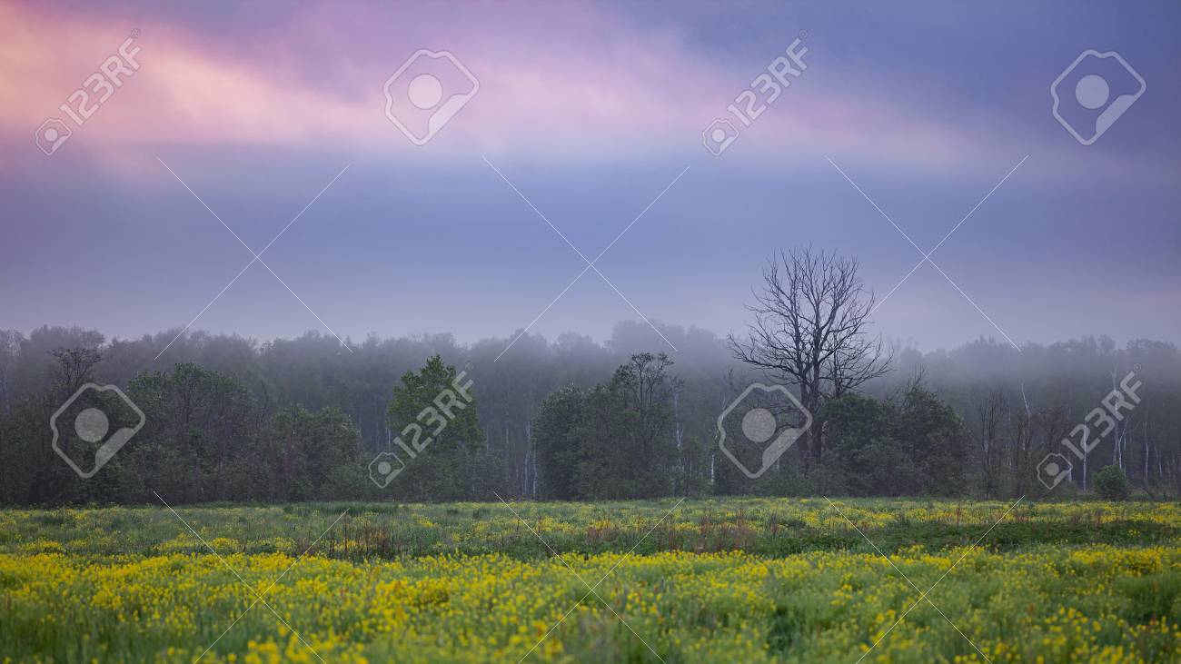 early morning mist over blooming fields and distant woods cloudy
