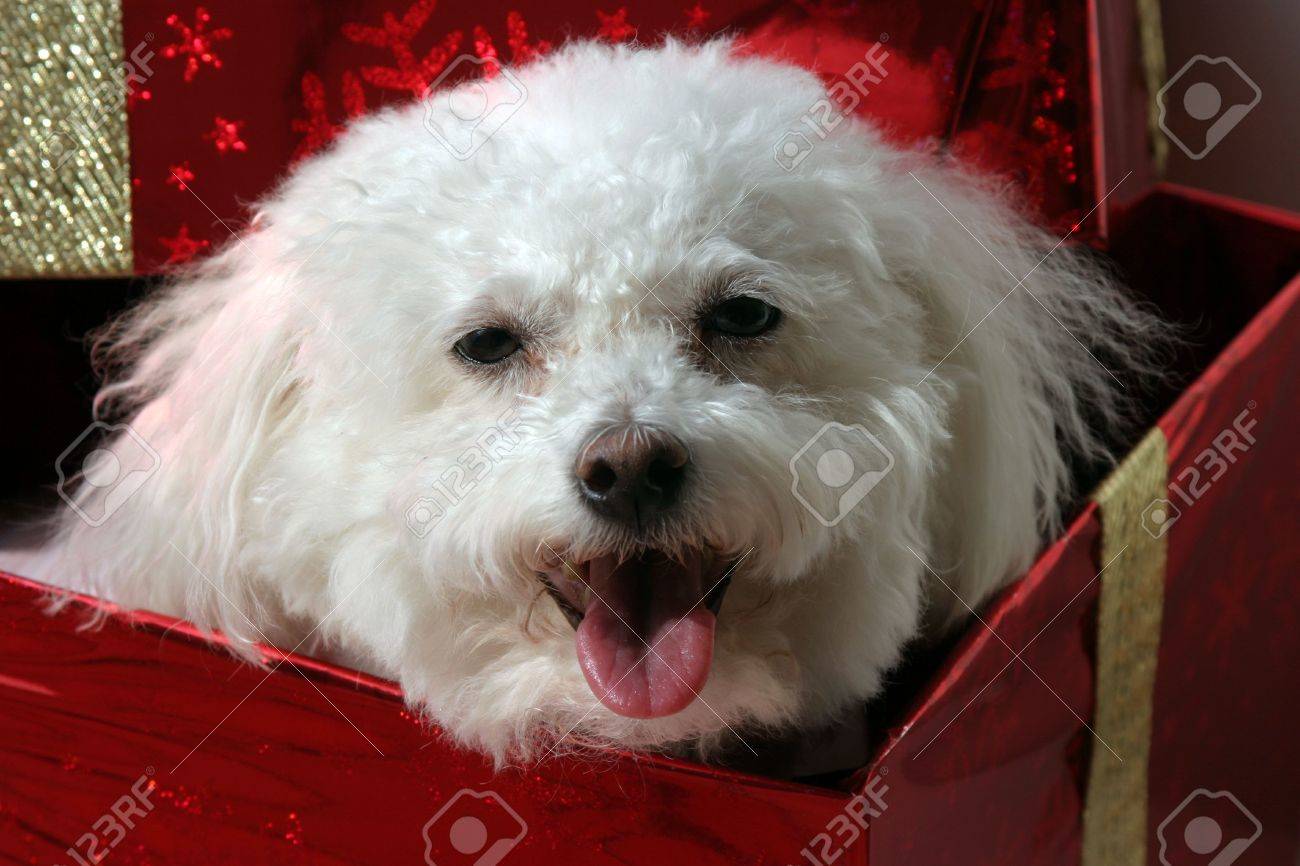 bichon frise smile