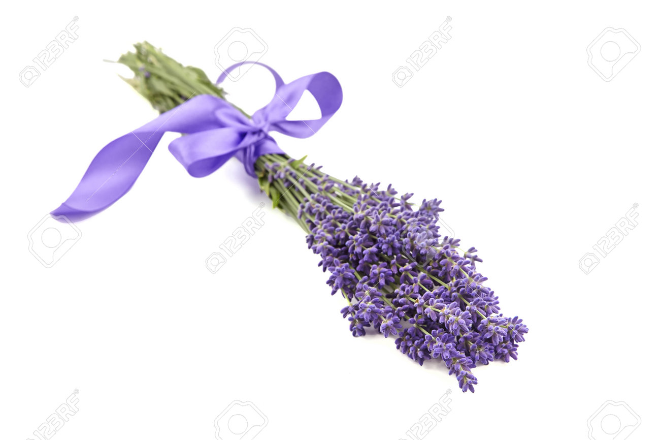 Lavender flowers bouquet with purple ribbon isolated on white background. Fresh aroma flowers - 171630058 Lavender flowers bouquet with purple ribbon isolated on white background. Fresh aroma flowers - 171630058