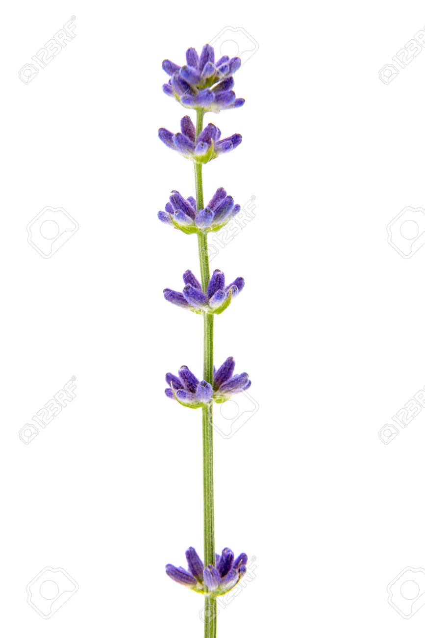 Fresh lavender flower isolated on white background, macro. Purple flower closeup - 171629553 Fresh lavender flower isolated on white background, macro. Purple flower closeup - 171629553
