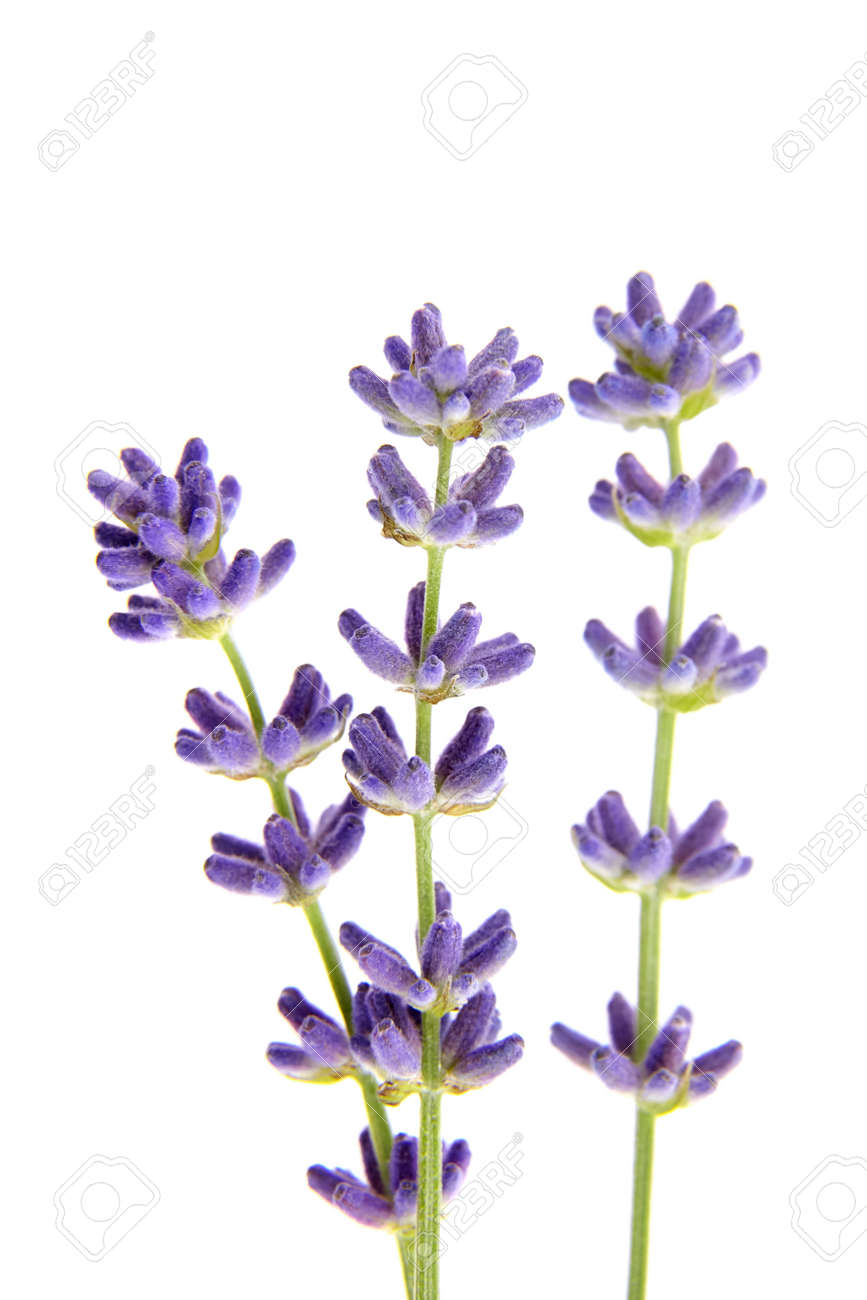 Lavender flowers isolated on white background. Fresh purple summer flowers closeup - 171629565 Lavender flowers isolated on white background. Fresh purple summer flowers closeup - 171629565