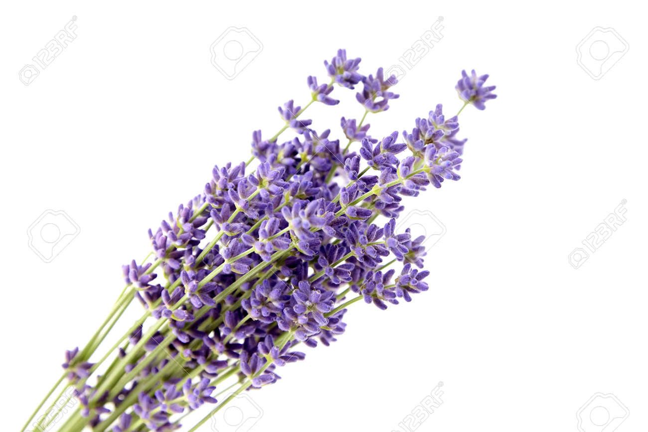 Bunch of purple lavender flowers isolated on white background. Fresh lavender flowers closeup - 171629770 Bunch of purple lavender flowers isolated on white background. Fresh lavender flowers closeup - 171629770