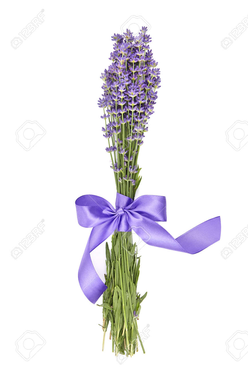 Lavender flowers bouquet with purple ribbon isolated on white background. Fresh aroma flowers - 171630065 Lavender flowers bouquet with purple ribbon isolated on white background. Fresh aroma flowers - 171630065
