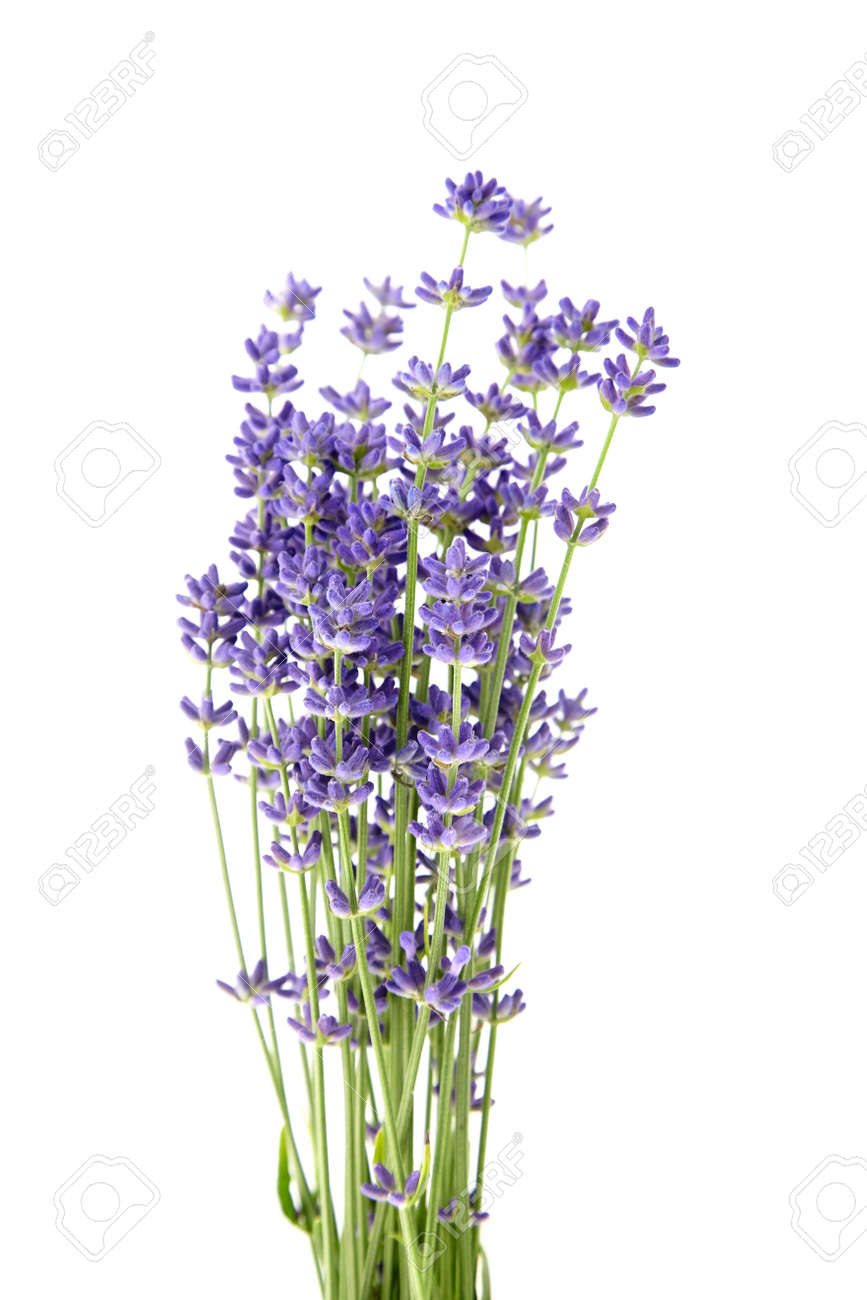 Lavender flowers stems with green leaves isolated on white background. A bunch of lavender herbs, purple aroma flowers - 171629545 Lavender flowers stems with green leaves isolated on white background. A bunch of lavender herbs, purple aroma flowers - 171629545