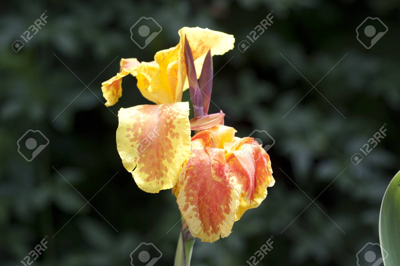 etiam-dictum-ipsum-a-felis