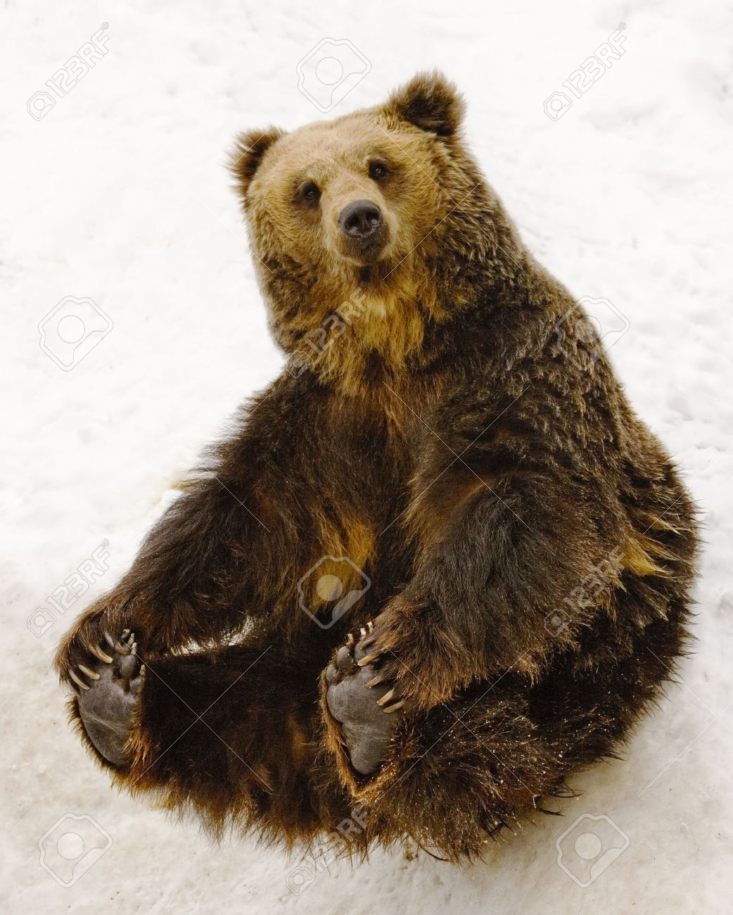 Black Brown Bear Sitting On Snow Stock Photo Picture And Royalty Free Image Image